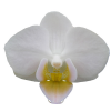 Phal. Younghome Little Snow